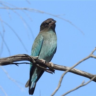 Eurystomus orientalis at Kambah, ACT - 19 Jan 2025 by HelenCross