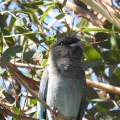 Eurystomus orientalis at Kambah, ACT - 19 Jan 2025 04:13 PM