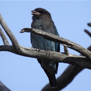 Eurystomus orientalis (Dollarbird) at Kambah, ACT by HelenCross