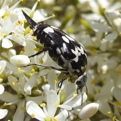 Hoshihananomia leucosticta (Pintail or Tumbling flower beetle) at Kambah, ACT - 19 Jan 2025 by HelenCross