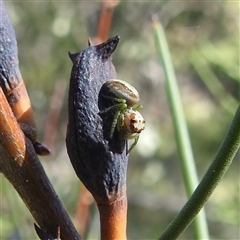 Opisthoncus sp. (genus) (Unidentified Opisthoncus jumping spider) at Kambah, ACT - 19 Jan 2025 by HelenCross