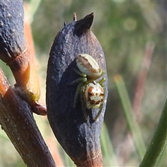 Opisthoncus sp. (genus) at Kambah, ACT - 19 Jan 2025 04:33 PM