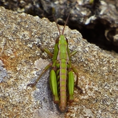 Russalpia albertisi (Tassie Hopper) at Southwest, TAS - 19 Jan 2025 by VanessaC