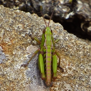 Russalpia albertisi (Tassie Hopper) at Southwest, TAS by VanessaC