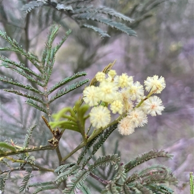 Acacia parramattensis (Parramatta Green Wattle) at Bruce, ACT - 20 Jan 2025 by Clarel