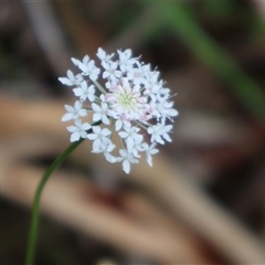 Trachymene incisa at Narrawallee, NSW - 17 Jan 2025 by Clarel