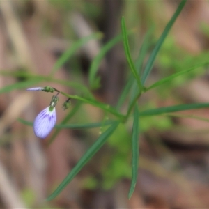 Pigea vernonii at Narrawallee, NSW by Clarel