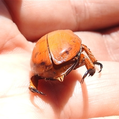 Anoplognathus montanus (Montane Christmas beetle) at Kambah, ACT - 19 Jan 2025 by HelenCross