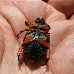 Anoplognathus montanus at Kambah, ACT - 19 Jan 2025 03:05 PM