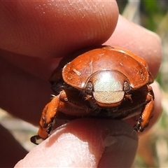 Anoplognathus montanus at Kambah, ACT - 19 Jan 2025 03:05 PM