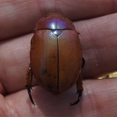 Anoplognathus montanus at Kambah, ACT - 19 Jan 2025 03:05 PM