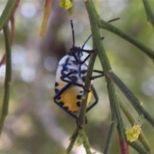 Commius elegans (Cherry Ballart Shield Bug) at Kambah, ACT by HelenCross