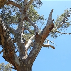 Eucalyptus blakelyi (Blakely's Red Gum) at Kambah, ACT - 19 Jan 2025 by HelenCross