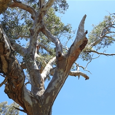 Eucalyptus blakelyi (Blakely's Red Gum) at Kambah, ACT - 19 Jan 2025 by HelenCross