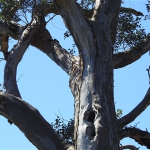 Eucalyptus blakelyi at Kambah, ACT - 19 Jan 2025 03:17 PM