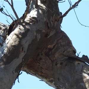 Eucalyptus blakelyi at Kambah, ACT - 19 Jan 2025 03:17 PM