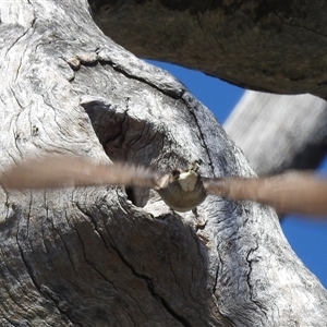 Petrochelidon nigricans at Kambah, ACT by HelenCross