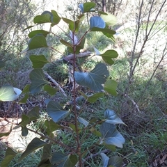 Brachychiton populneus (Kurrajong) at Kambah, ACT - 19 Jan 2025 by HelenCross