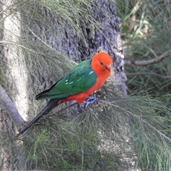 Alisterus scapularis (Australian King-Parrot) at Kambah, ACT - 19 Jan 2025 by HelenCross