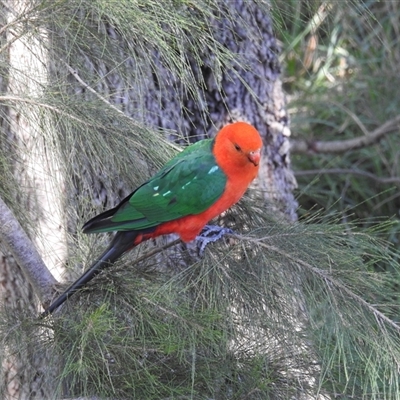 Alisterus scapularis (Australian King-Parrot) at Kambah, ACT - 19 Jan 2025 by HelenCross