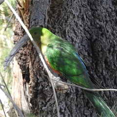 Alisterus scapularis at Kambah, ACT - 19 Jan 2025 03:54 PM