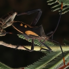 Mictis profana (Crusader Bug) at Strathnairn, ACT - 19 Jan 2025 by jb2602