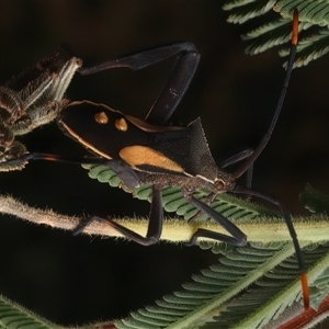 Mictis profana (Crusader Bug) at Strathnairn, ACT by jb2602