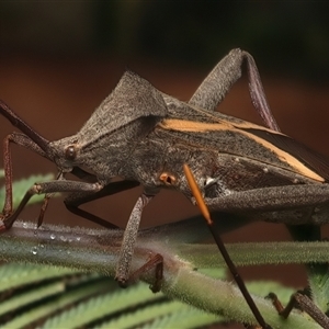 Mictis profana (Crusader Bug) at Strathnairn, ACT by jb2602