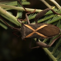 Mictis profana at Strathnairn, ACT - 19 Jan 2025 03:18 PM