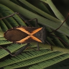 Mictis profana at Strathnairn, ACT - 19 Jan 2025 03:18 PM