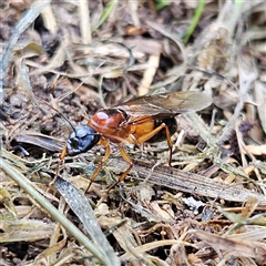 Camponotus consobrinus (Banded sugar ant) at Braidwood, NSW - 20 Jan 2025 by MatthewFrawley