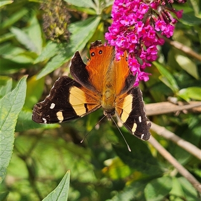 Vanessa itea (Yellow Admiral) at Braidwood, NSW - 20 Jan 2025 by MatthewFrawley