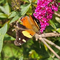 Vanessa itea at Braidwood, NSW - 20 Jan 2025 04:59 PM