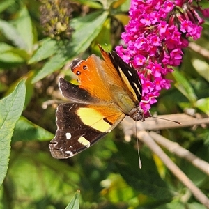 Vanessa itea at Braidwood, NSW - 20 Jan 2025 04:59 PM