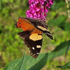 Vanessa itea at Braidwood, NSW - 20 Jan 2025 04:59 PM