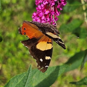 Vanessa itea at Braidwood, NSW - 20 Jan 2025 04:59 PM