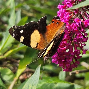 Vanessa itea at Braidwood, NSW - 20 Jan 2025 04:59 PM