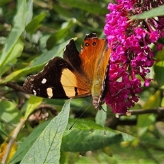 Vanessa itea at Braidwood, NSW - 20 Jan 2025 04:59 PM