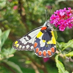 Delias aganippe (Spotted Jezebel) at Braidwood, NSW - 20 Jan 2025 by MatthewFrawley