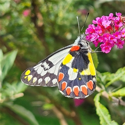 Delias aganippe (Spotted Jezebel) at Braidwood, NSW - 20 Jan 2025 by MatthewFrawley