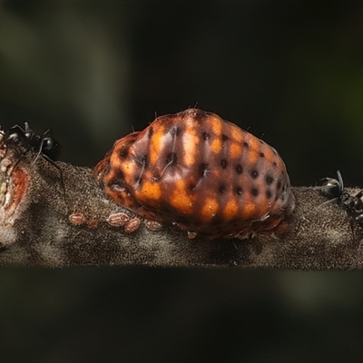 Icerya acaciae (Acacia mealy bug) at Strathnairn, ACT - 19 Jan 2025 by jb2602