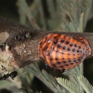 Icerya acaciae at Strathnairn, ACT - 19 Jan 2025 05:35 PM