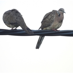 Spilopelia chinensis (Spotted Dove) at Bowen, QLD - 19 Jan 2025 by TerryS