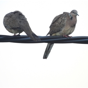 Spilopelia chinensis (Spotted Dove) at Bowen, QLD by TerryS