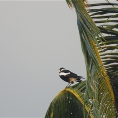 Gymnorhina tibicen (Australian Magpie) at Bowen, QLD - 19 Jan 2025 by TerryS