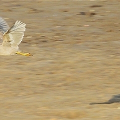 Butorides striata at Bowen, QLD - 18 Jan 2025 by TerryS