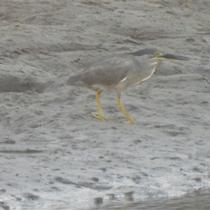 Butorides striata (Striated Heron) at Bowen, QLD by TerryS