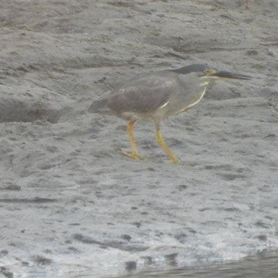 Egretta novaehollandiae at Bowen, QLD - 18 Jan 2025 by TerryS