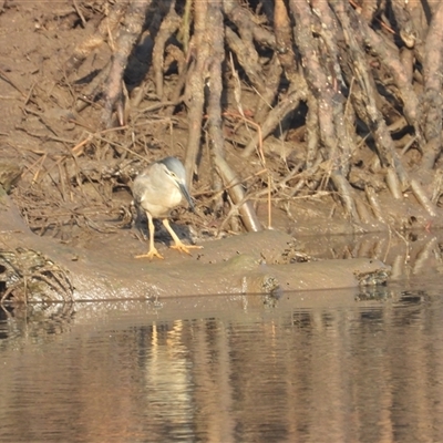 Egretta novaehollandiae at Bowen, QLD - 18 Jan 2025 by TerryS