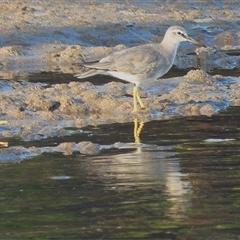 Tringa brevipes (Grey-tailed Tattler) at Bowen, QLD - 19 Jan 2025 by TerryS